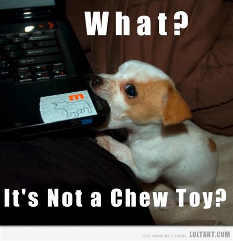 What Do You Mean Its Not A Chew Toy Funny Animal Pictures Funny