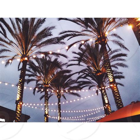 Royal Palm Tree With Led Lights Under Cloudy Sky At Night By Anna P