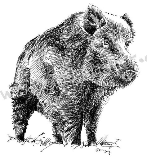 Резултат с изображение за Wild Boar Drawing Эскизы животных Кабан