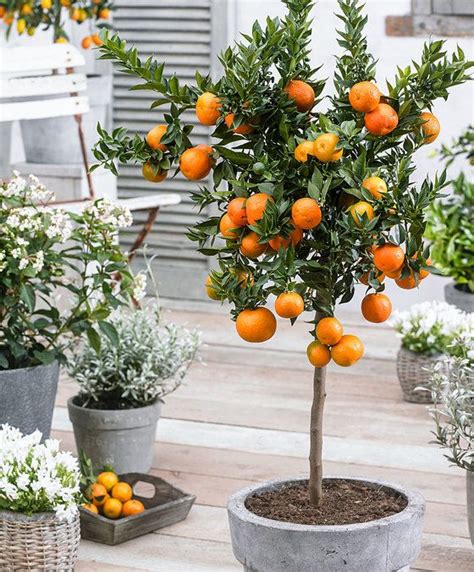 Mandarin Orange Tree Citrus Trees Potted Trees Patio Trees