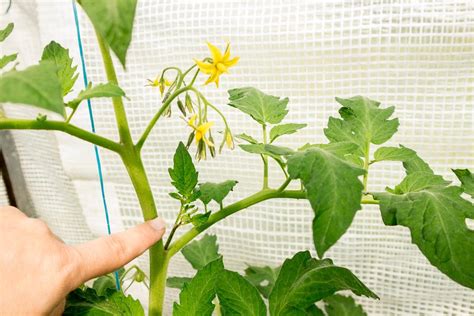 Tomaten ausgeizen: So entfernt man die Blätter richtig