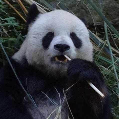 Panda San Diego Zoo Animals Beautiful Cute Animals Teeth In A Day