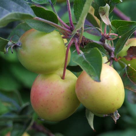 A Tale Of Two Crab Apple Trees Orchard Notes