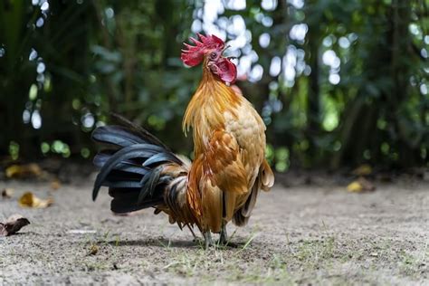 Roosters Crowing Why How Loud When And More Chickens And More