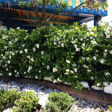 Frost Proof Gardenia Lowes This Southern Shrub Produces Fragrant