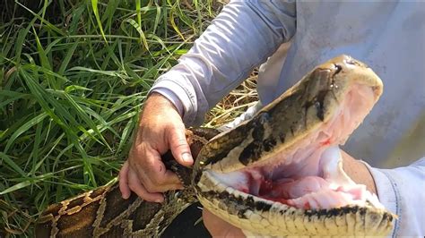 Florida Biologists Discuss Capture Of Largest Python On State Record Youtube