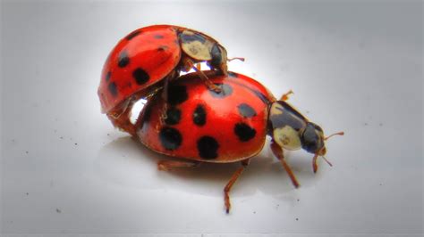 backyard birding and nature ladybugs mating a tango