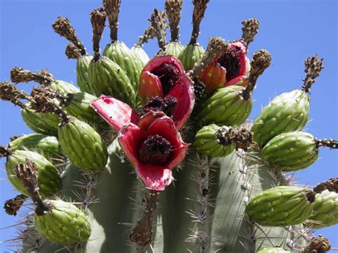 11 Things You Didnt Know About Saguaro Cactus World Of