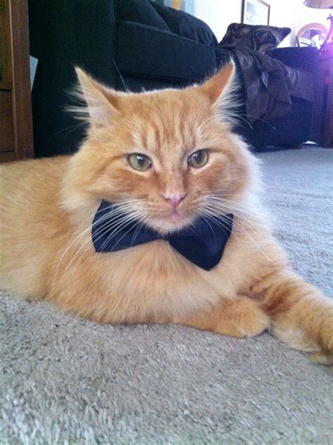 Cats Wearing Bow Ties Cats Bowties Animals Pinterest