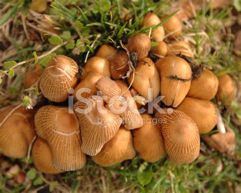 Cluster Of Mushrooms Stock Photo Royalty Free Freeimages
