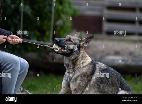 A Young Happy German Shepherd Plays Tug With A Ball Sable Colored