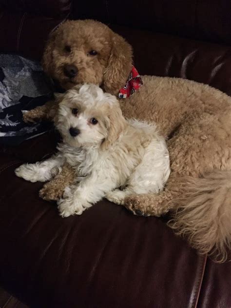 Currently, breeders have developed 13 goldendoodle colors my main goal in writing this guide is to describe all of the colors and patterns i have mentioned above and present some pictures so you. Mini golden doodle & cockapoo | Goldendoodle, Cockapoo ...