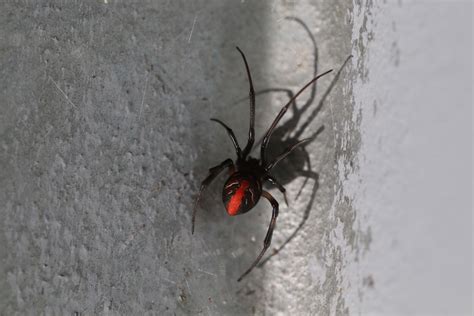Pest Control Spider Treatment In Brisbane Pest Doctors