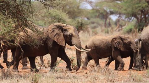 Extinction Elephants Driven To The Brink By Poaching Bbc News