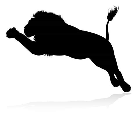 Male Lion Roaring Silhouettes Stock Photos Pictures And Royalty Free