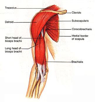 Human muscle system, the muscles of the human body that work the skeletal system, that are under voluntary control, and that are concerned with movement, posture, and balance. Pain in Right Deltoid With Certain Exercise - Physical ...