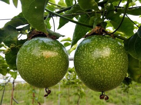 Now that you know how to name all of your favourite fruit in chinese, let's have a look at some unusual and strange fruits you might stumble upon during your stay in china. "China: "Hainan passion fruit production down 50%"