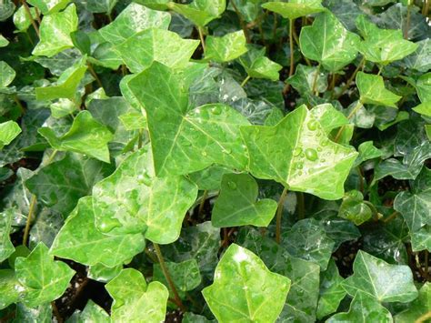 Hedera Helix English Ivy English From Plantworks Nursery