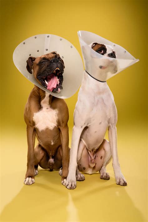 I Photograph Dogs Wearing Cones Of Shame Bored Panda