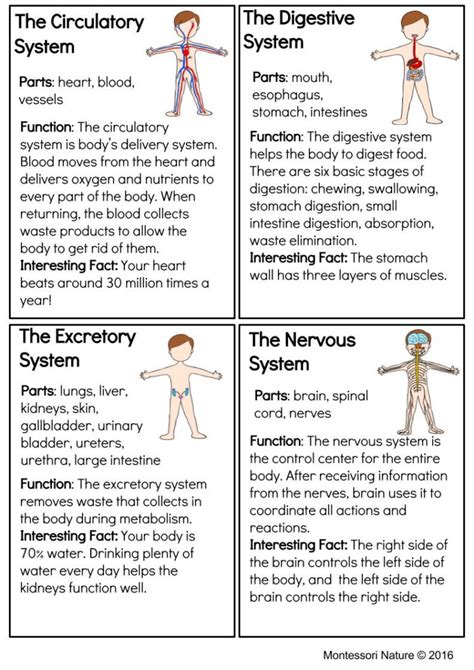 Systems Of The Human Body Montessori Printable