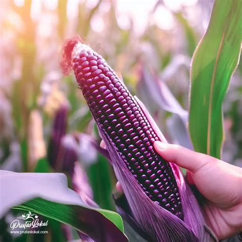 Organic Purple Corn Mga Nakakamangha Na Health Benefits Alamin
