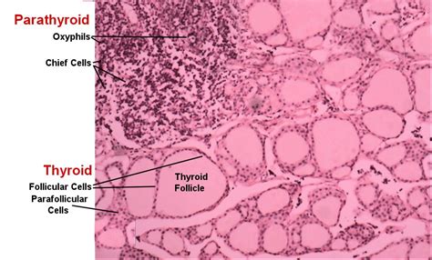 Thyroid Gland Histology