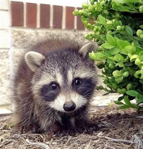 Pin By Blanca Elena On A Is For Animalsraccoons Cute Animals