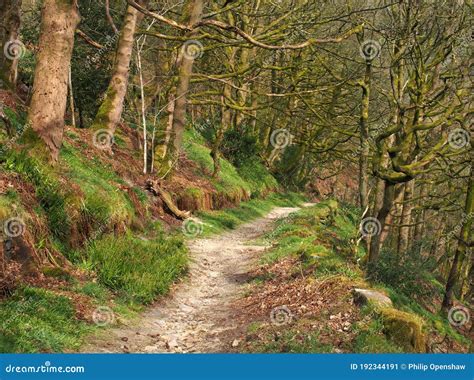 Long Narrow Pathway Though Dense Forest Running Along A Hillside Stock