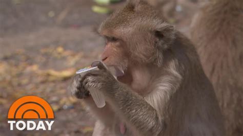 Hungry Monkeys Have Overrun This Thai Town During The Pandemic Today