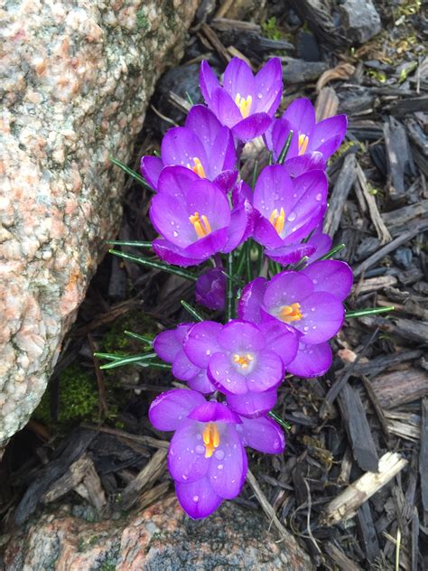 Crocus Blooms Ahead Of Last Year Backyard Neophyte Landscaping Blog