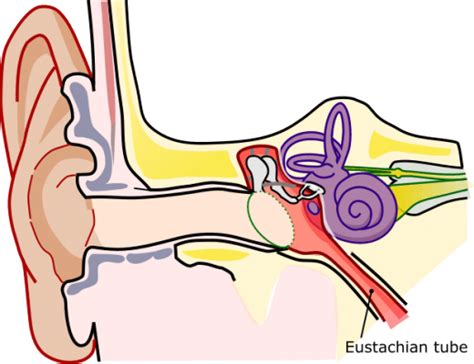 Eustachian Tube Dysfunction Symptoms Causes And Treatment