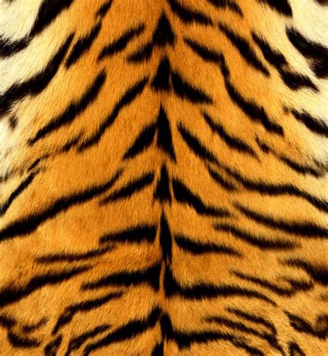 Tiger Skin Texture You Animal Pinterest