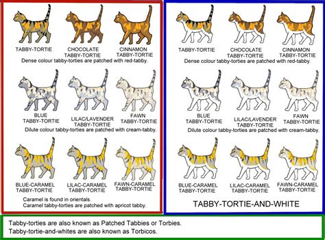 I am often asked how these amazing colours are created. Colour and coat genetics in cats - Cats from your wildest ...