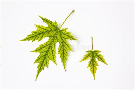 Two Leaves Of Silver Maple Tree Acer Saccharinum Isolated On White