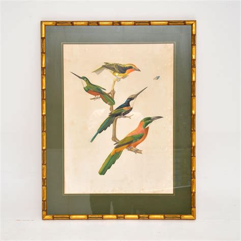 Set Of 4 Antique Victorian Ornithological Lithographs At 1stdibs