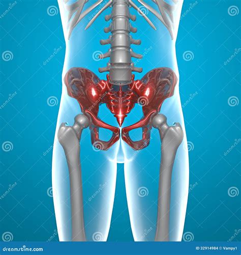 Basin Pelvis Human Body X Ray Stock Illustration Illustration Of