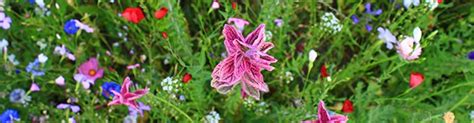 So wachsen im garten viele blumen, die sehr anziehend für die nützlichsten insekten wirken. Beratung & Betreuung || Rund um den Garten Freiburg - Ihr ...