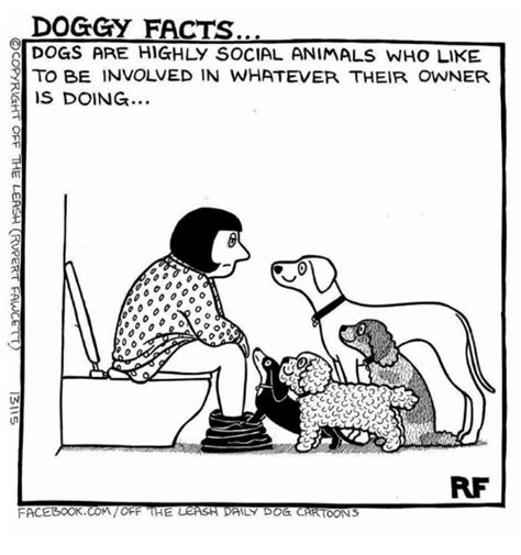 Doggy Facts Dogs Are Highly Social Animals Who Like To Be Involved In
