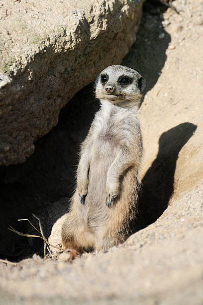 Meerkat Burrow Stock Photos Pictures And Royalty Free Images Istock
