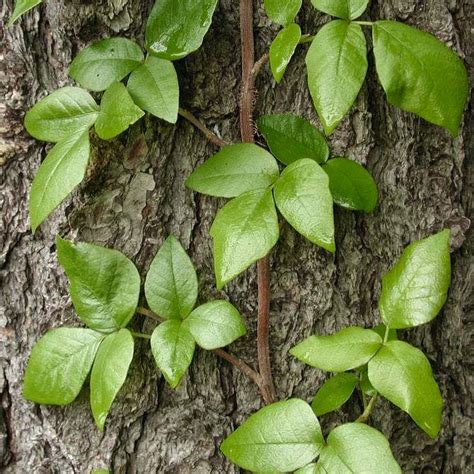 Its Poison Ivy Season What You Need To Know Gardening Dallas News