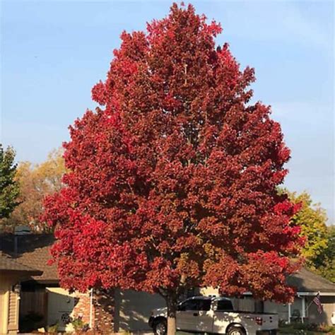 Acer Rubrum Sun Valley Red Maple Tidewater Trees