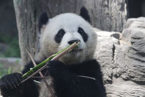 Funny Pose Of Giant Panda Stock Photo Image Of Funny 121023064