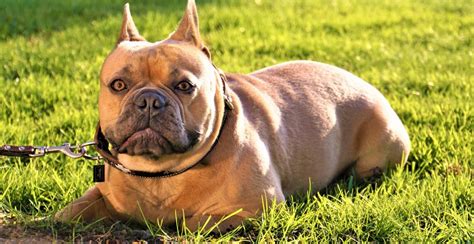 French Bulldog Breed Information The Ultimate Guide Breed Advisor