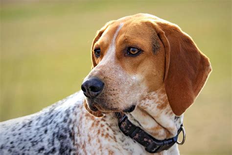 Treeing Walker Coonhound Dog Breed Information And Characteristics