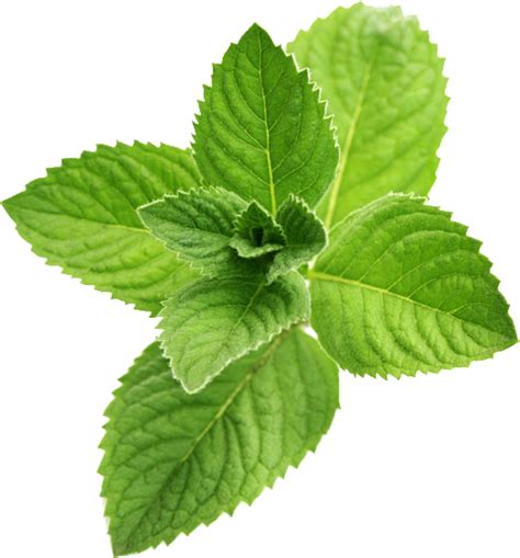 Peppermint Plant Transparent Images Png Play