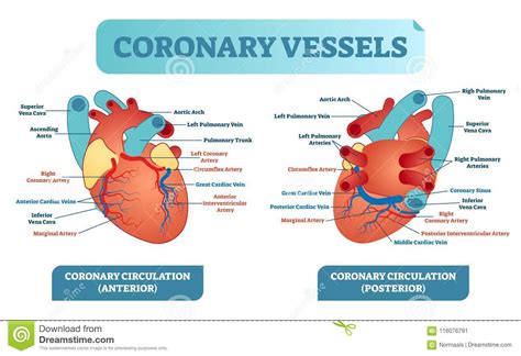 The four major blood vessels that bring blood to the heart and away are:inferior vena cavasuperior vena cavaaortapulmonary trunk. Coronary Vessels Anatomical Health Care Vector ...