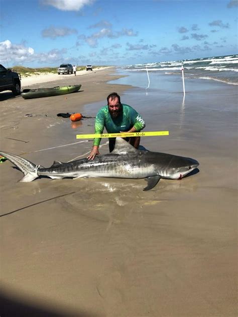 Texas Man Catches Releases 8 Foot Tiger Shark In Corpus Christi