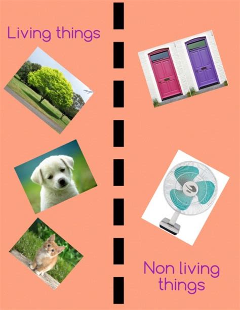 Living And Non Living Things