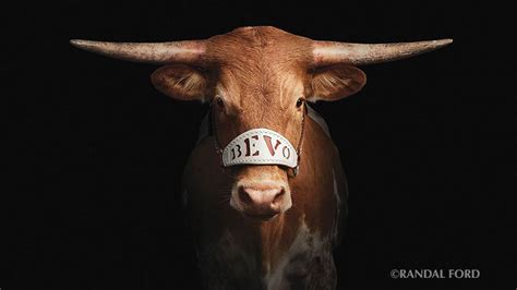 Bevo The Most Famous Texas Longhorn Steer