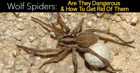 How To Get Rid Of Wolf Spiders In Pool Change Comin